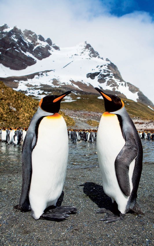 Tak jako u některých dalších druhů zvířat v Jižní Georgii, i v případě tučňáků patagonských došlo v posledním století k nebývalému nárůstu jejich počtu. Ještě v roce 1912 zde hnízdilo pouhých 350 párů, které se v průběhu let rozrostly až na dnešních zhruba 60 000.