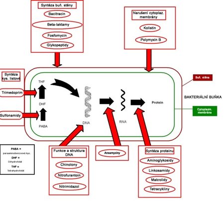 Schematický nákres mechanismu účinku některých antibiotik