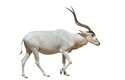 Africká antilopa adax pamatuje časy zelené Sahary