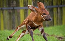 Zoo Praha má mládě kriticky ohrožené antilopy: Bongo skáče jako pérák