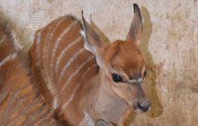 Nový přírůstek v jihlavské zoo: Antilopa se narodila do mrazu…