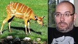Afričané zabili antilopy z Prahy: Ředitel zoo Bobek je zděšený!