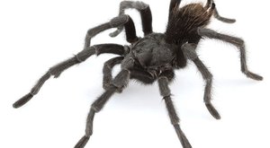 Tarantule v černém: Nový druh pojmenovali podle Johnnyho Cashe