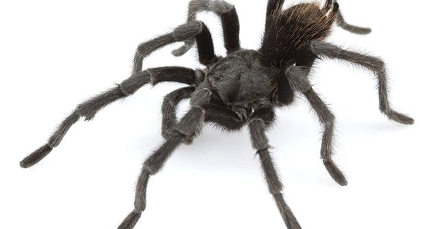Tarantule v černém: Nový druh pojmenovali podle Johnnyho Cashe