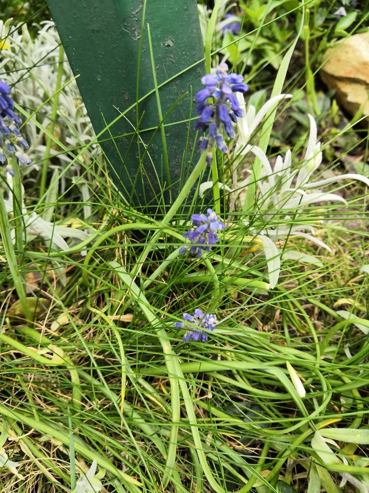 Poznáte co to je? V aplikaci iNaturalist se to dozvíte