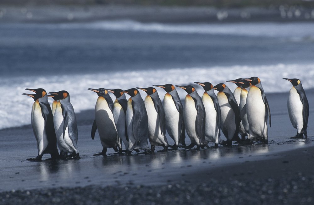 Chcete vědět, jak se malí tučňáci učí plavat? Dozvíte se to v aplikaci Attenborough’s Story of Life