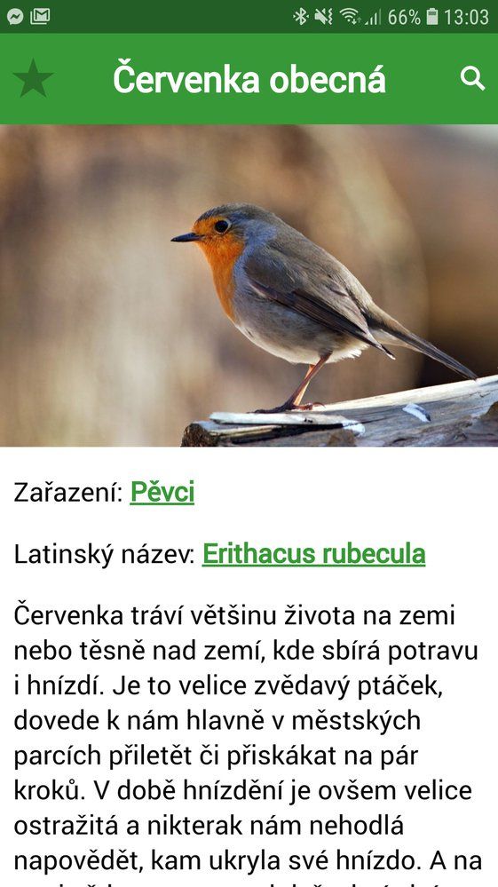 Hlasy ptáků