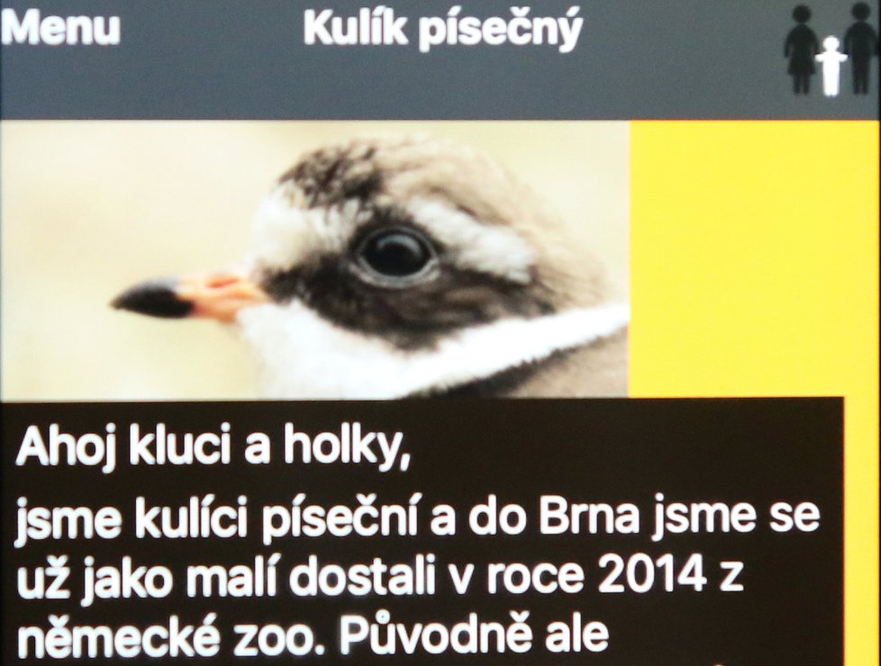 Brněnská zoo v mobilní aplikaci. Kulík písečný se dětem představuje jako příchozí z Německa.