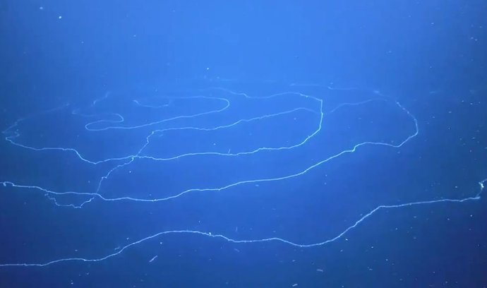Polypovce měřícího skoro 46 metrů objevili australští biologové v podmořských kaňonech u západního pobřeží Austrálie.