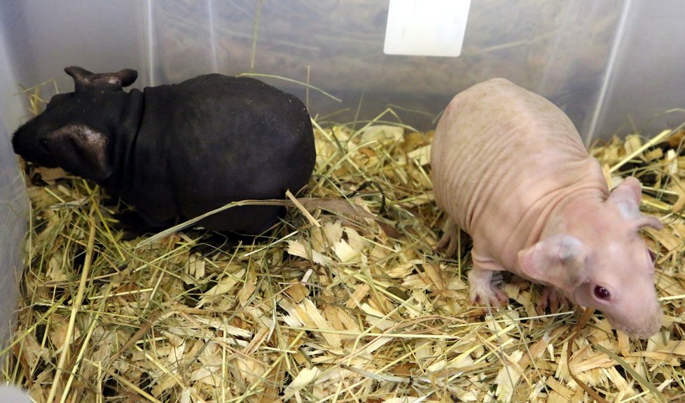 Hady, štíry, pavouky, chameleony, červy, hlodavce, nebo třeba rybičky si mohli na brněnském výstavišti koupit návštěvníci výstavy Aquatera.