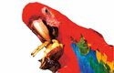 Ara arakanga (Ara macao): Nejobratnější nohy mají papoušci, dovedou si potravu nejen podat k zobáku, ale různě s ní i manipulují