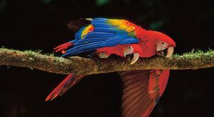 Opeření staříci: Proč žijí papoušci tak dlouho? 