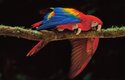 Jihoamerická ara arakanga patří k největším (váží v průměru 1 kg) a nejdéle chovaným papouškům v zajetí