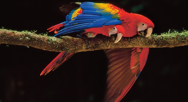 Opeření staříci: Proč žijí papoušci tak dlouho?