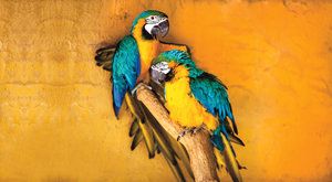 Papoušci ara: Nejchytřejší opeřenci
