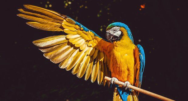 Krása velkých papoušků ara