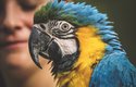 Arové jsou krásní velcí pestrobarevní papoušci