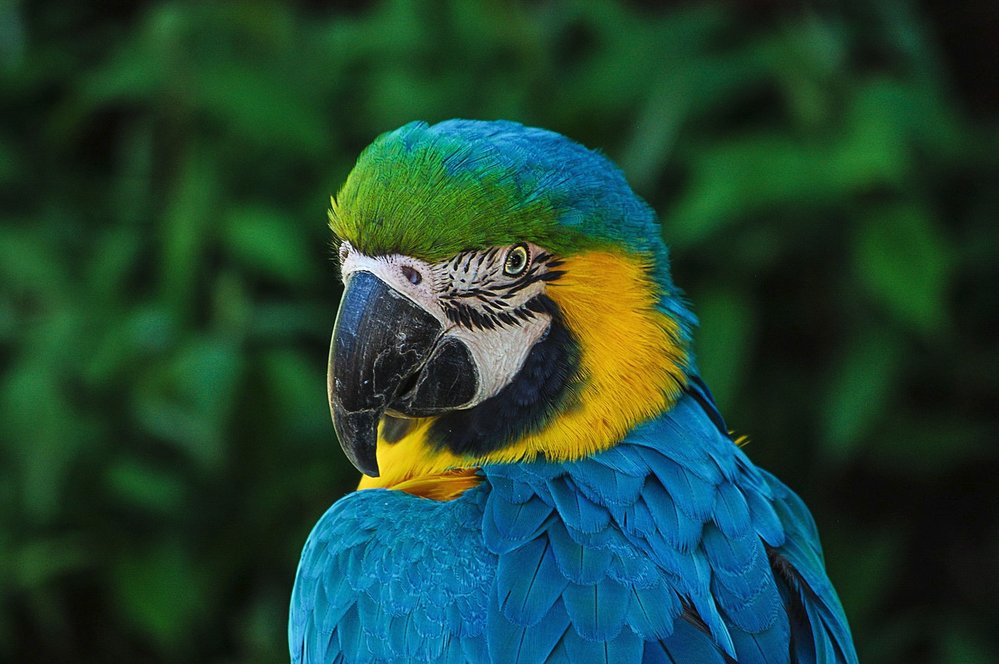Arové jsou krásní velcí pestrobarevní papoušci