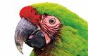 Ara vojenský (Ara militaris): Nejobratnější nohy mají papoušci, dovedou si potravu nejen podat k zobáku, ale různě s ní i manipulují