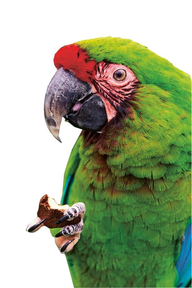 Ara vojenský (Ara militaris): Nejobratnější nohy mají papoušci, dovedou si potravu nejen podat k zobáku, ale různě s ní i manipulují