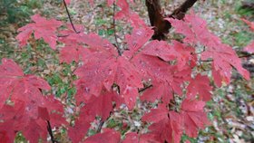 Pestrá poezie podzimních barev: Den otevřených dveří v arboretu v Křtinách přilákal stovky návštěvníků 