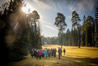 Unikátní sbírka jehličnanů: Arboretum v Řícmanicích otevírá po třech letech