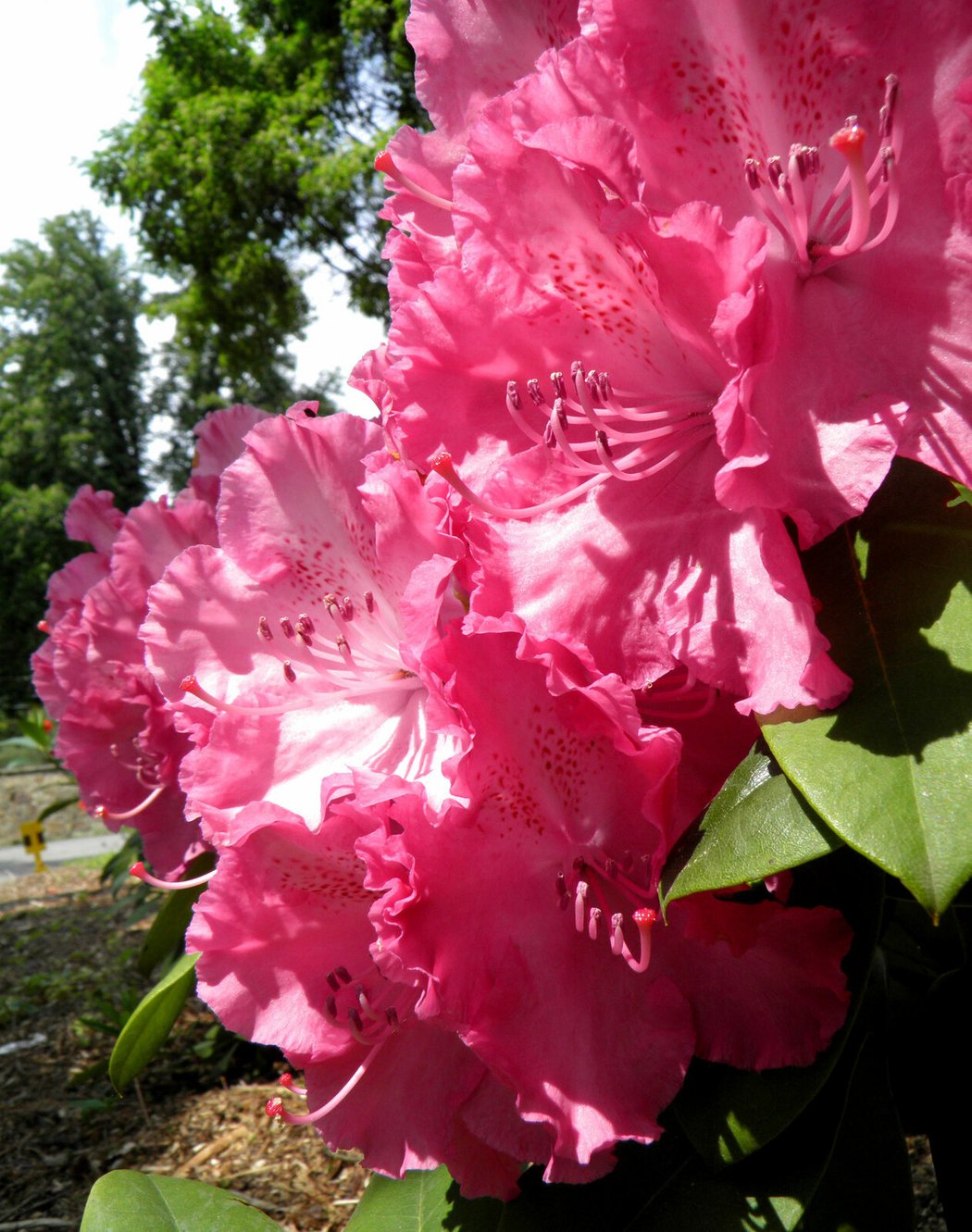 Arboretum Nový Dvůr