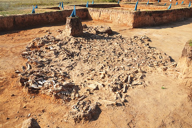 Na archeologickém nalezišti v Kazachstánu se našlo obrovské množství koňských kostí