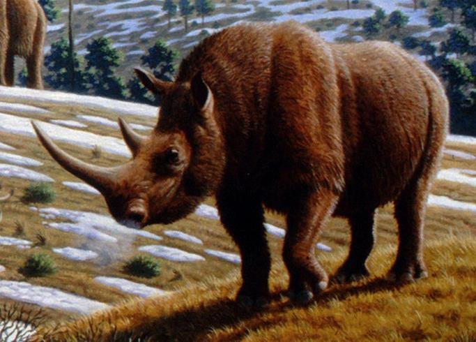 Srstnatí nosorožci byli dlouzí asi 3,7–4,4 metru a výška v plecích přesáhovala 2 metry.