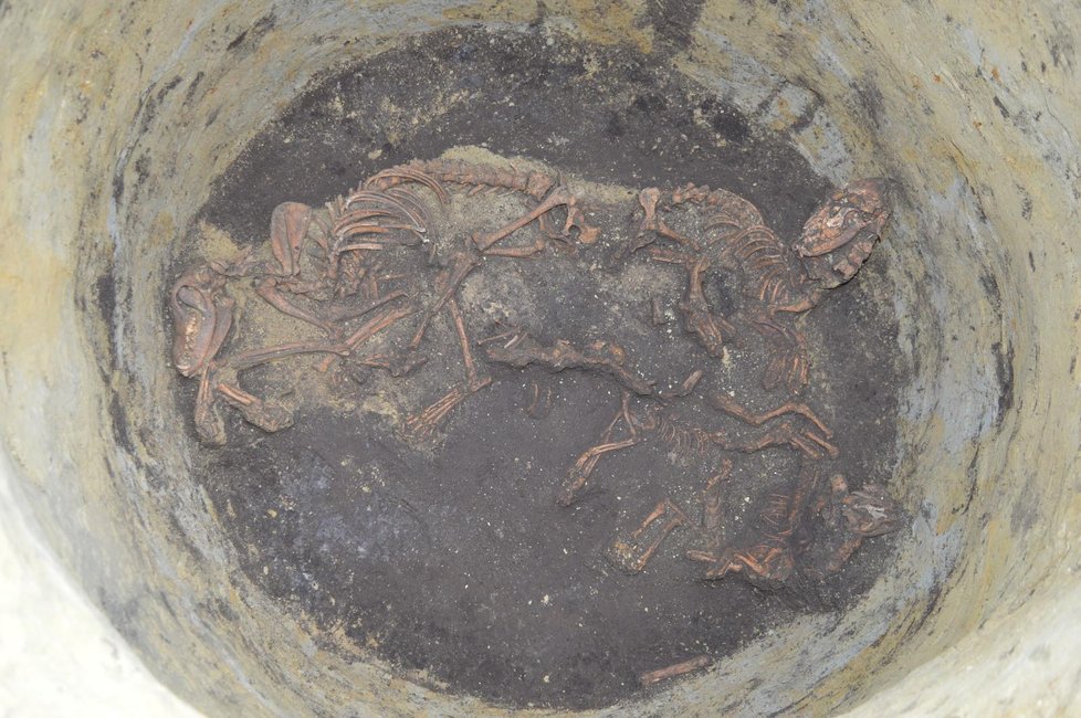 V Mutěnicích objevili archeologové ostatky zvířat, mezi kterými ležela i lidská kostra.