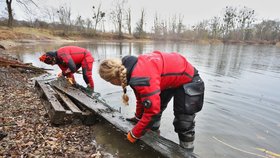 Archeologové a potápěči vylovili z rybníku u zámečku Pohansko fragmenty historického člunu.