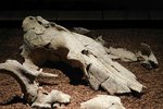 Originál lebky vlka nalezený v pravěkém sídlišti lidi v Pavlově na Břeclavsku. Po nálezu se rozpadl na 400 fragmentů.