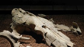 Ukázali raritu z Břeclavska: Lebku zraněného pravěkého vlka, který prý žil s lidmi 