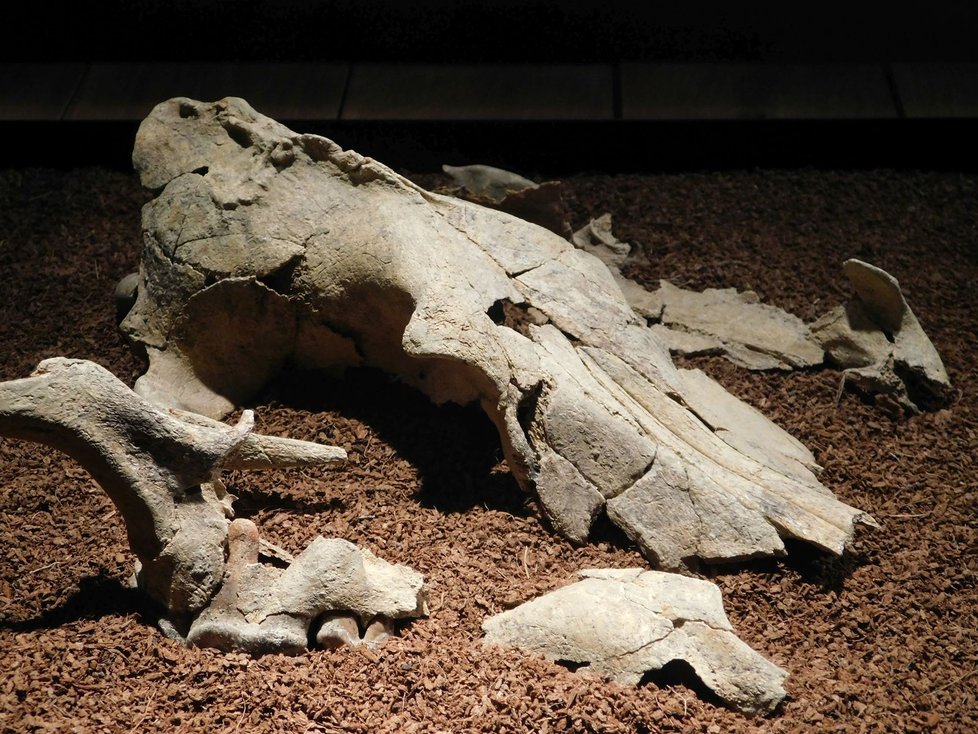 Originál lebky vlka nalezený v pravěkém sídlišti lidi v Pavlově na Břeclavsku. Po nálezu se rozpadl na 400 fragmentů.