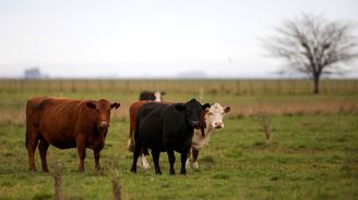 Milovníci steaků mají smůlu. Argentina na měsíc zastavuje vývoz hovězího masa