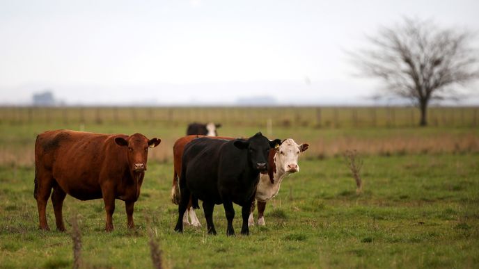 Skot na farmě u Buenos Aires. Argentina zakázala na 30 dní vývoz hovězího masa.