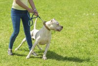 Doga zaútočila na čivavu a mimino vypadlo z kočárku! Dítě vezli do nemocnice, psík uhynul