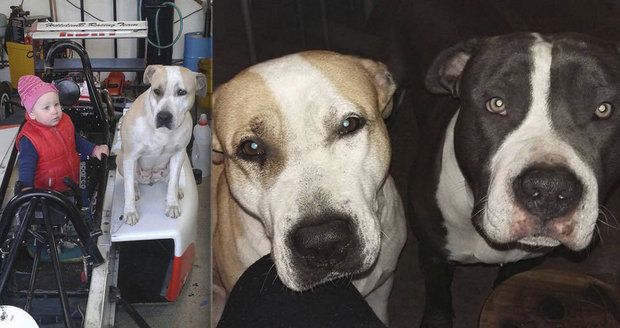 Smutný konec pátrání po ztracených psech z Volárny: Arga našli zabitého