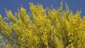 V americkém státě Arizona ohlašuje příchod jara záplava zlatožlutých květů pozoruhodného stromu palo verde