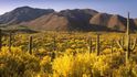 V americkém státě Arizona ohlašuje příchod jara záplava zlatožlutých květů pozoruhodného stromu palo verde