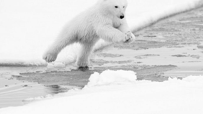 Čisté a krásné fotografie Arktidy a Antarktidy