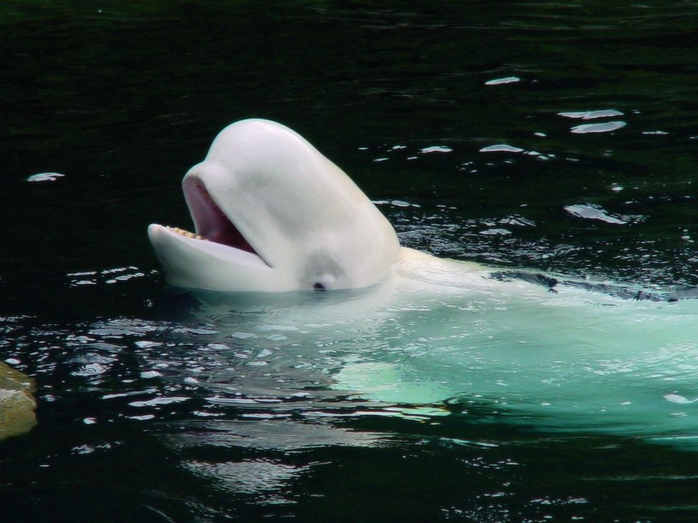 Běluha severní je jedna z mála velryb, která prakticky nikdy neopouští arktické vody