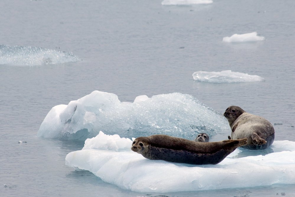 Ledové kry mají pro tuleně zásadní význam - jsou na nich bezpečnější před dravci na pevnině
