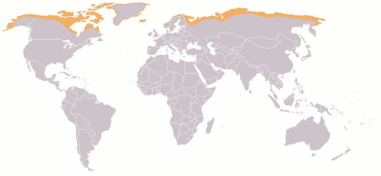 Oranžově jsou vyznačeny oblasti, v nichž se nachází arktická tundra. Rostou v ní mechy, lišejníky, byliny a malé keříky