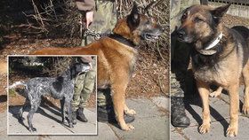 Armáda se zbavuje psů, kteří věrně sloužili vlasti: Pořídit si je můžete za pár stovek