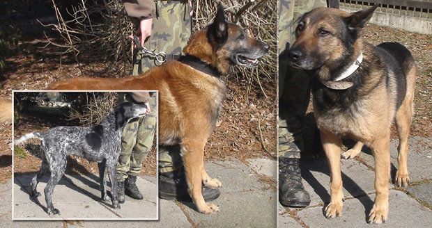 Armáda se zbavuje psů, kteří věrně sloužili vlasti: Pořídit si je můžete za pár stovek