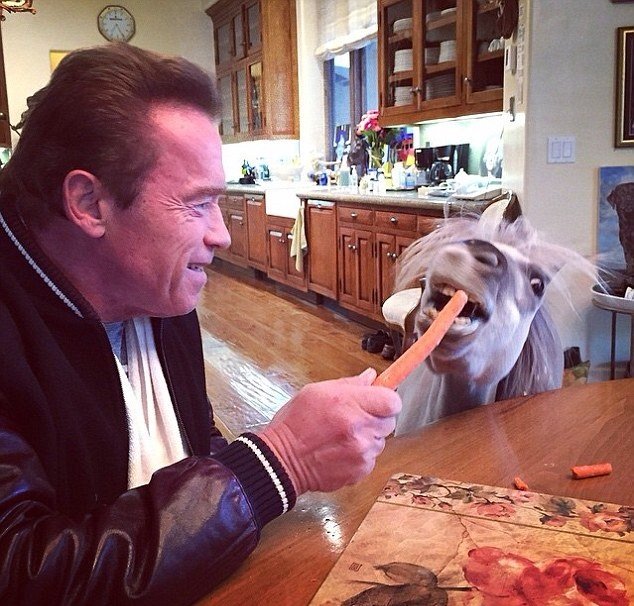 Arnold krmí malého poníka.