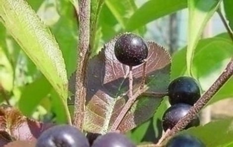 Černý jeřáb neboli aronie má silně aromatické plody, které využijete místo brusinek.