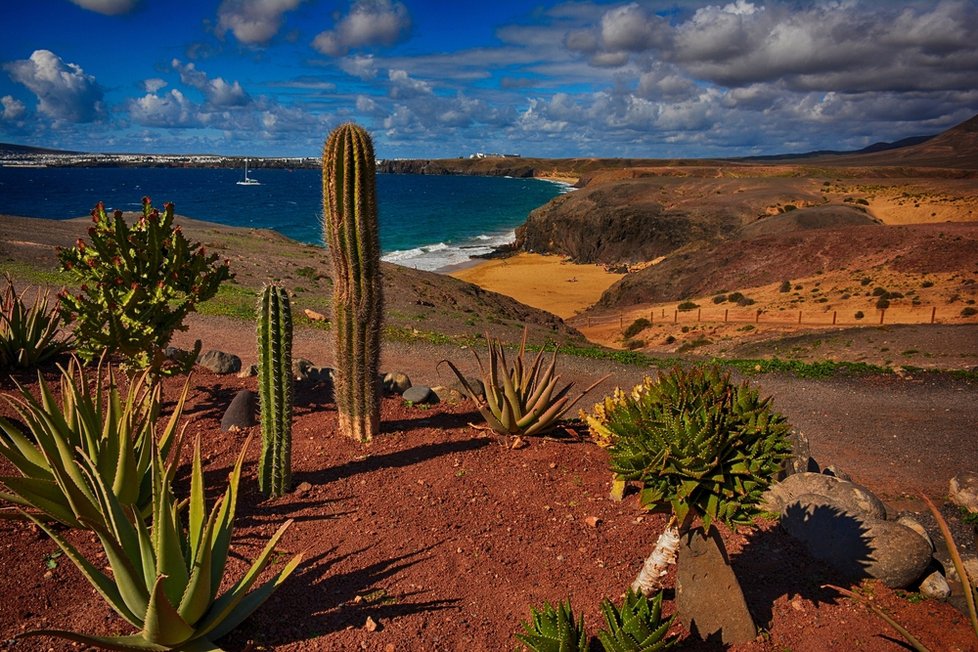 Úchatná vulkanická krajina na Lanzarote s kaktusy