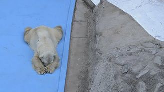 Zemřel nejsmutnější polární medvěd na světě, 22 let žil v tropech argentinské zoo  